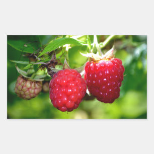 Himbeeren, rote Beeren, rote Früchte Rechteckiger Aufkleber