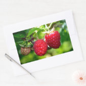 Himbeeren, rote Beeren, rote Früchte Rechteckiger Aufkleber (Umschlag)