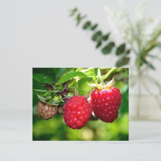 Himbeeren Rote Obstbeeren Postkarte (Stehend Vorderseite)