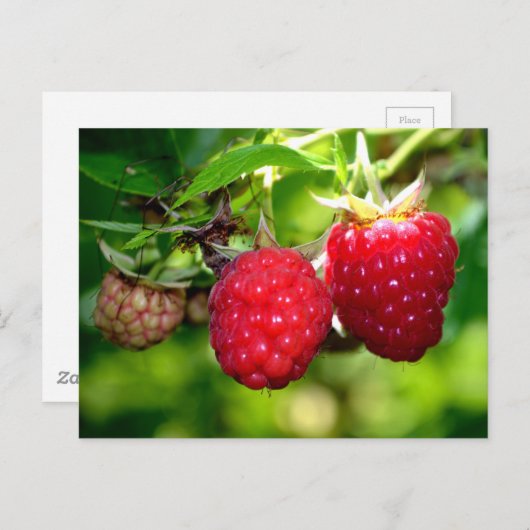 Himbeeren Rote Obstbeeren Postkarte (Vorne/Hinten)