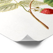 Himbeeren (Rubus Xneglectus) Früchtemalerei Poster (Ecke)