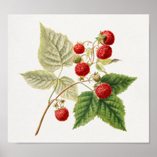 Himbeeren (Rubus Xneglectus) Früchtemalerei Poster