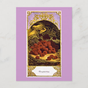Himbeeren - Vintage-Werbung 1874 Postkarte