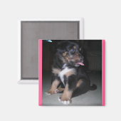 Himbeermagnet Magnet (Vorderseite/Rückseite)