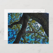 Himmel die Grenze-Baum-Postkarte Postkarte (Vorne/Hinten)