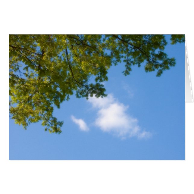 Himmelsansicht mit Baumspitze (Vorderseite (Horizontal))