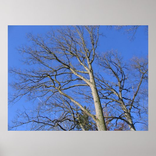 Himmelszweige Poster (Vorne)