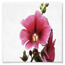 Himmlisch Pink Hollyhock Malva Blume Floral