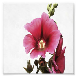 Himmlisch Pink Hollyhock Malva Blume Floral Fotodruck
