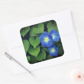 Himmlische Blue Morning Glory Blume | Quadratischer Aufkleber (Umschlag)