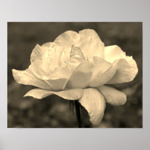 Himmlische Rosenblüte in Sepia-Tönung Poster