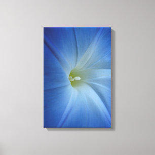 Himmlisches Blue Morning Glory Blume Foto Leinwanddruck