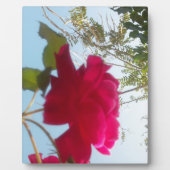 Himmlisches Blut: Eine Rose gegen den Himmel Fotoplatte (Vorderseite)