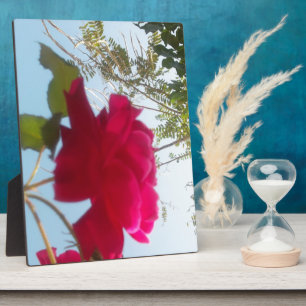 Himmlisches Blut: Eine Rose gegen den Himmel Fotoplatte