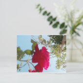 Himmlisches Blut: Eine Rose gegen den Himmel Postkarte (Stehend Vorderseite)