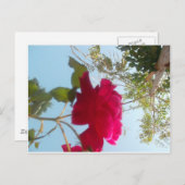 Himmlisches Blut: Eine Rose gegen den Himmel Postkarte (Vorne/Hinten)
