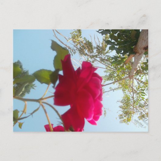 Himmlisches Blut: Eine Rose gegen den Himmel Postkarte (Vorderseite)