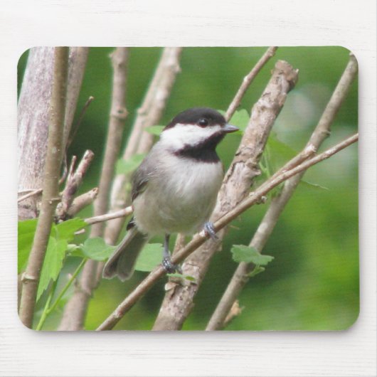 Himmlisches C. Chickadee Mousepad (Vorne)