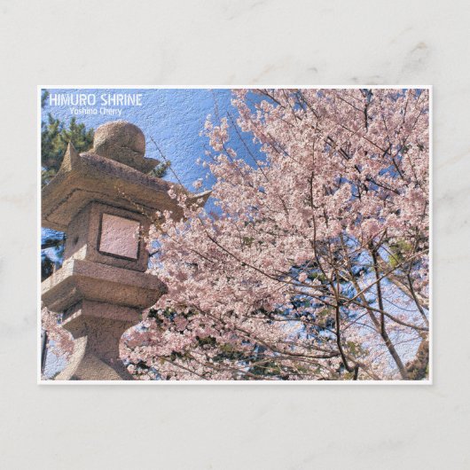 Himuro Shrine (Yoshino Cherry) ポストカード Postkarte (Vorderseite)
