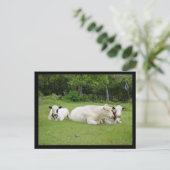 Hindu Cows Postkarte (Stehend Vorderseite)