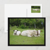 Hindu Cows Postkarte (Vorne/Hinten)