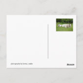 Hindu Cows Postkarte (Rückseite)