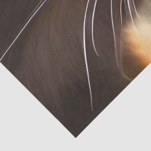 Hint lila Kalico-Katze, Fantasie Seidenpapier (Ausschnitt)