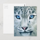 Hinter blauen Augen - Schneeleopard Postkarte (Vorne/Hinten)