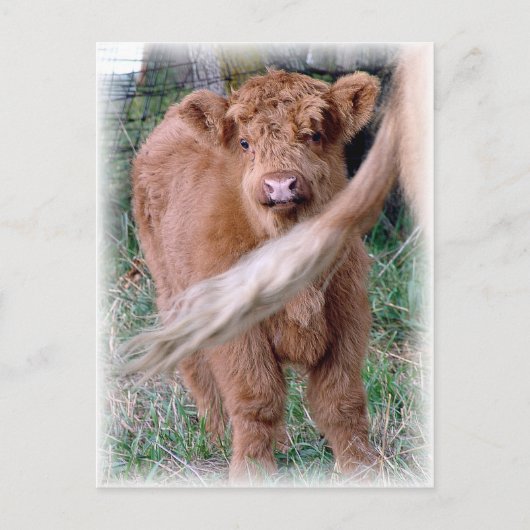 hinter dem Schwanz von Mama Postkarte (Vorderseite)