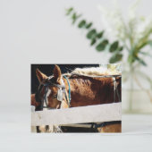 Hinter dem Zaun des abscheulichen Pferdes Postkarte (Stehend Vorderseite)