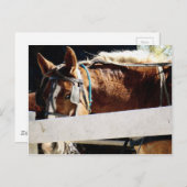 Hinter dem Zaun des abscheulichen Pferdes Postkarte (Vorne/Hinten)
