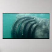 hinter einem Haiposter Poster (Vorne)