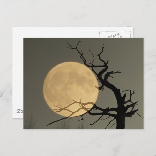 Hinter - Vollmond hinter bloßer Baumhalle Postkarte (Vorne/Hinten)