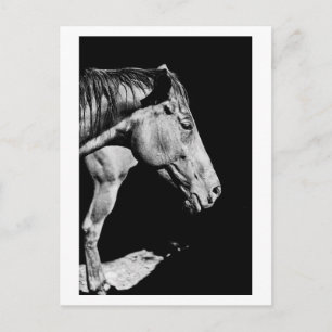 Hinterbein Postkarte