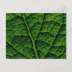 Hinterbeleuchtete Kohl-Blattstruktur Postkarte