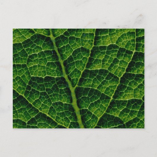 Hinterbeleuchtete Kohl-Blattstruktur Postkarte (Vorderseite)