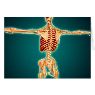 Hintere Ansicht des menschlichen Skeletts mit