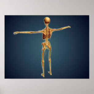 Hintere Ansicht des menschlichen Skeletts mit Poster