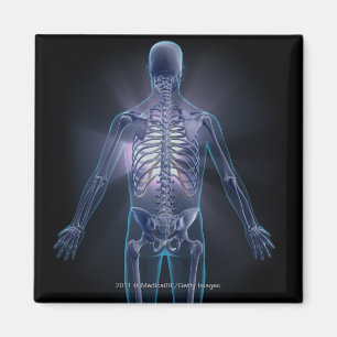 Hintere Ansicht eines menschlichen Skeletts Magnet