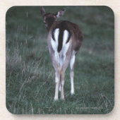 Hintere Ansicht eines Rotwilds, Neuseeland Getränkeuntersetzer (Vorderseite)