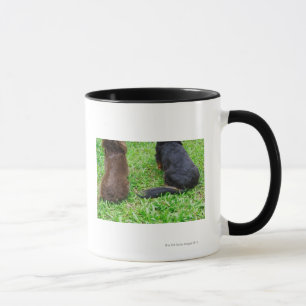 Hintere Ansicht von zwei Dackelhunden Tasse