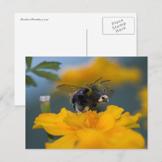 Hintere Postkarte (Vorne/Hinten)