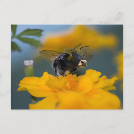 Hintere Postkarte