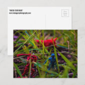 Hintere Postkarte ansehen (Vorne/Hinten)