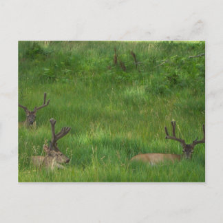 Hintere Postkarte verstecken