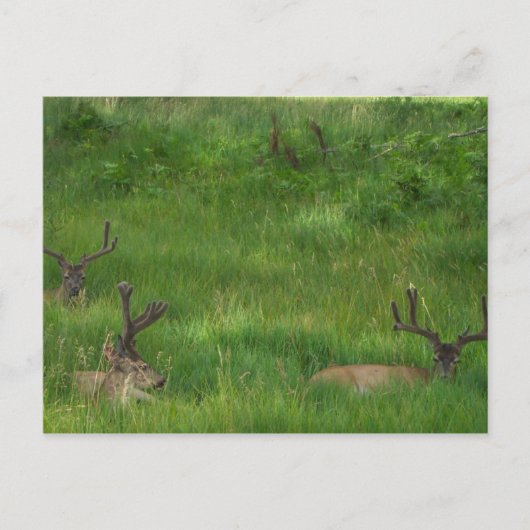 Hintere Postkarte verstecken (Vorderseite)