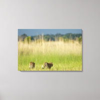 Hintere Sicht auf Leopard (Panthera pardus) und Ku