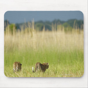 Hintere Sicht auf Leopard (Panthera pardus) und Ku Mousepad
