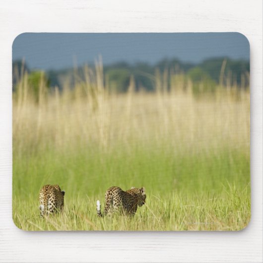 Hintere Sicht auf Leopard (Panthera pardus) und Ku Mousepad (Vorne)