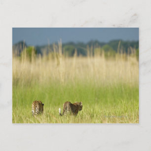 Hintere Sicht auf Leopard (Panthera pardus) und Ku Postkarte